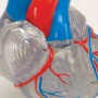 Coeur classique avec système de conduction 