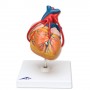 Coeur classique avec thymus, en 3 parties 