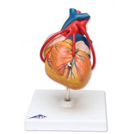Coeur classique avec thymus, en 3 parties 