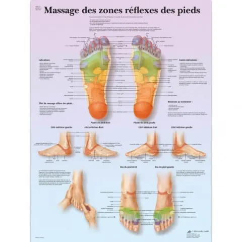 PLANCHE ANATOMIQUE MASSAGE DES ZONES RÉFLEXES DES PIEDS