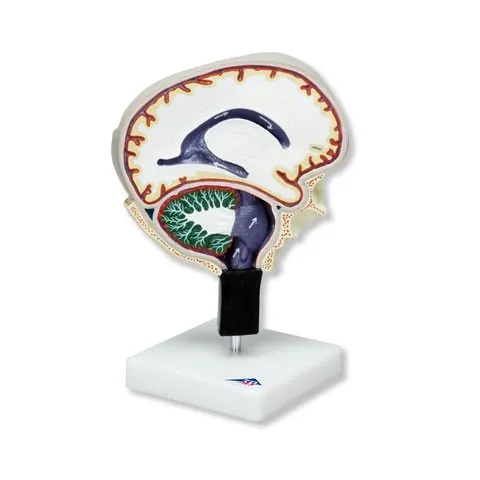 Circulation du liquide cérébro-spinal