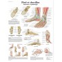 Planche anatomique Pied & Chevilles - Anatomie & Pathologie