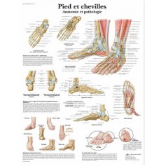 Planche anatomique Pied et Chevilles Anatomie et Pathologie