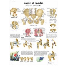 Bassin et hanche - Anatomie et pathologie