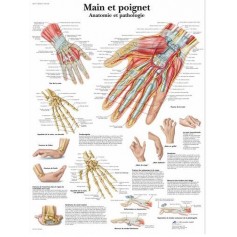 Planche anatomique main et poignet - Anatomie et pathologie