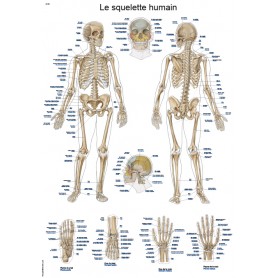 Pourquoi les planches d'anatomie Deyrolle peuvent aider à mieux prendre  soin de son corps