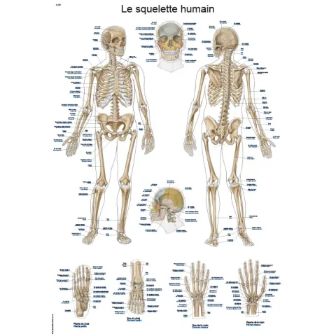 PLANCHE ANATOMIQUE "LE SQUELETTE HUMAIN", 50X70CM