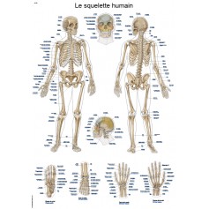 PLANCHE ANATOMIQUE "LE SQUELETTE HUMAIN", 50X70CM