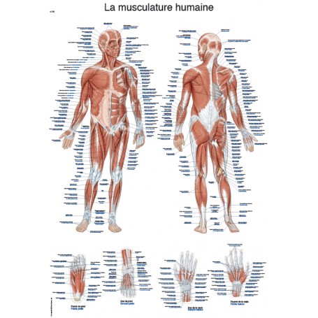 PLANCHE ANATOMIQUE "LA MUSCULATURE HUMAINE", 50X70CM