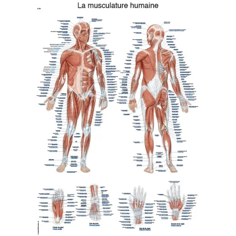 PLANCHE ANATOMIQUE "LA MUSCULATURE HUMAINE", 50X70CM