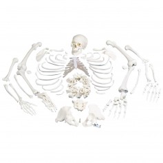 Squelette, démonté