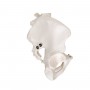 Squelette du bassin, masculin 
