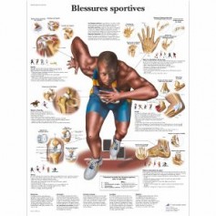 Planche anatomique blessures sportives