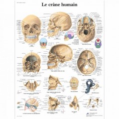 Planche anatomique le crâne humain
