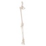 Squelette de jambe avec la moitié du bassin Erler Zimmer