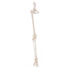 Squelette de la jambe avec moitié de bassin et pied souple