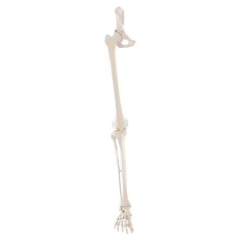 Squelette de la jambe avec moitié de bassin et pied souple