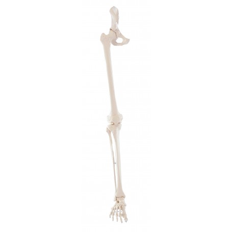 Squelette de la jambe avec moitié de bassin et pied souple