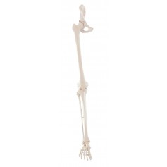 Squelette de la jambe avec moitié de bassin et pied souple