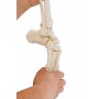 Squelette de la jambe avec moitié de bassin et pied souple