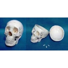 Crâne humain plastique 3 pièces Toomed
