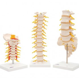Ensembles d'anatomie Vertèbres 3b Scientific