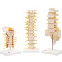 Ensembles d'anatomie Vertèbres 3b Scientific