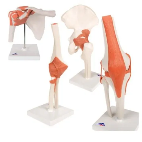 Ensembles d'anatomie Les articulations