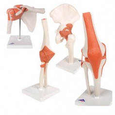 Ensembles d'anatomie Les articulations