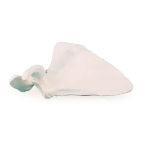 Scapula Erler Zimmer  3084