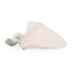 Scapula Erler Zimmer  3084
