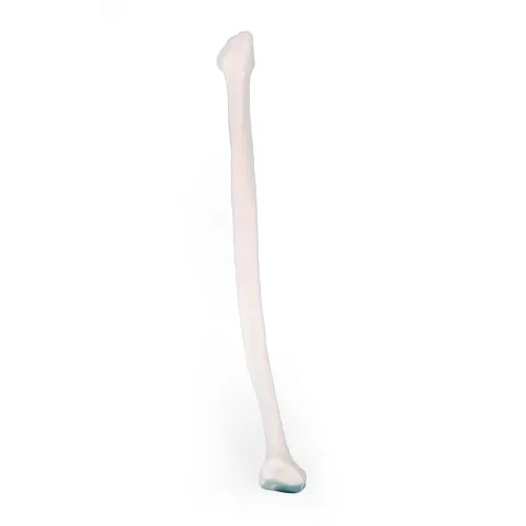 Modèle d'os du péroné Erler Zimmer