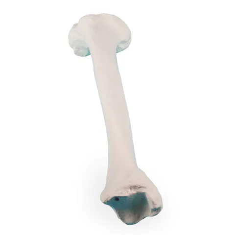 Modèle d'os de tibia Erler Zimmer
