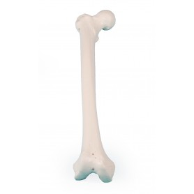Modèle de fémur Erler Zimmer