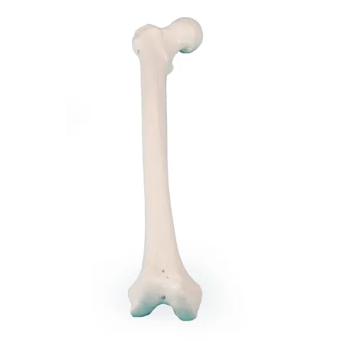 Modèle de fémur Erler Zimmer