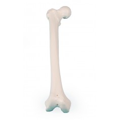 Modèle de fémur Erler Zimmer