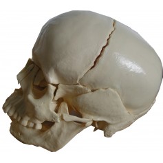 Crâne articulé 22 pièces eco