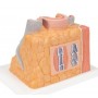 3B MICROanatomy Artère et veine