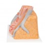 3B MICROanatomy Artère et veine