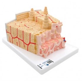 3B MICROanatomy structure osseuse