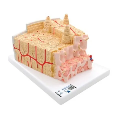 3B MICROanatomy structure osseuse