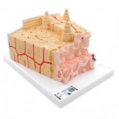 3B MICRO anatomy Structure osseuse - agrandi 80 fois