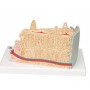 3B MICROanatomy structure osseuse