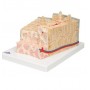 3B MICROanatomy structure osseuse