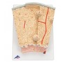 3B MICROanatomy structure osseuse