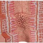 Appareil digestif 3B MICROanatomy - agrandi 20 fois 