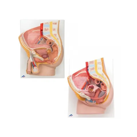 Ensembles d'anatomie Bassin