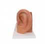 Modèle anatomique de l'oreille 3B Scientific