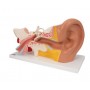 Modèle anatomique de l'oreille 3B Scientific