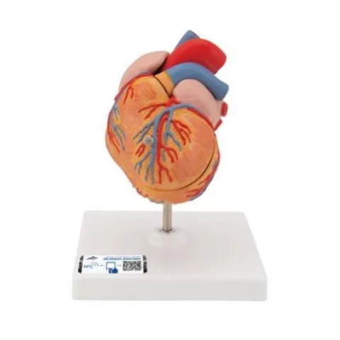 Coeur classique avec  HVG, en 2 parties